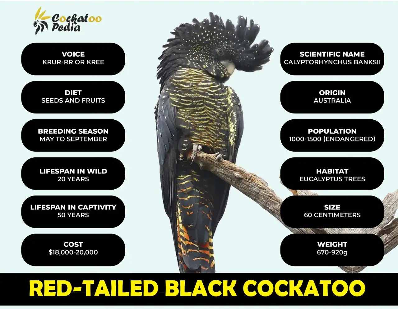 Black Cockatoo Looks, Breeding, and Behavior - Cockatoo Pedia