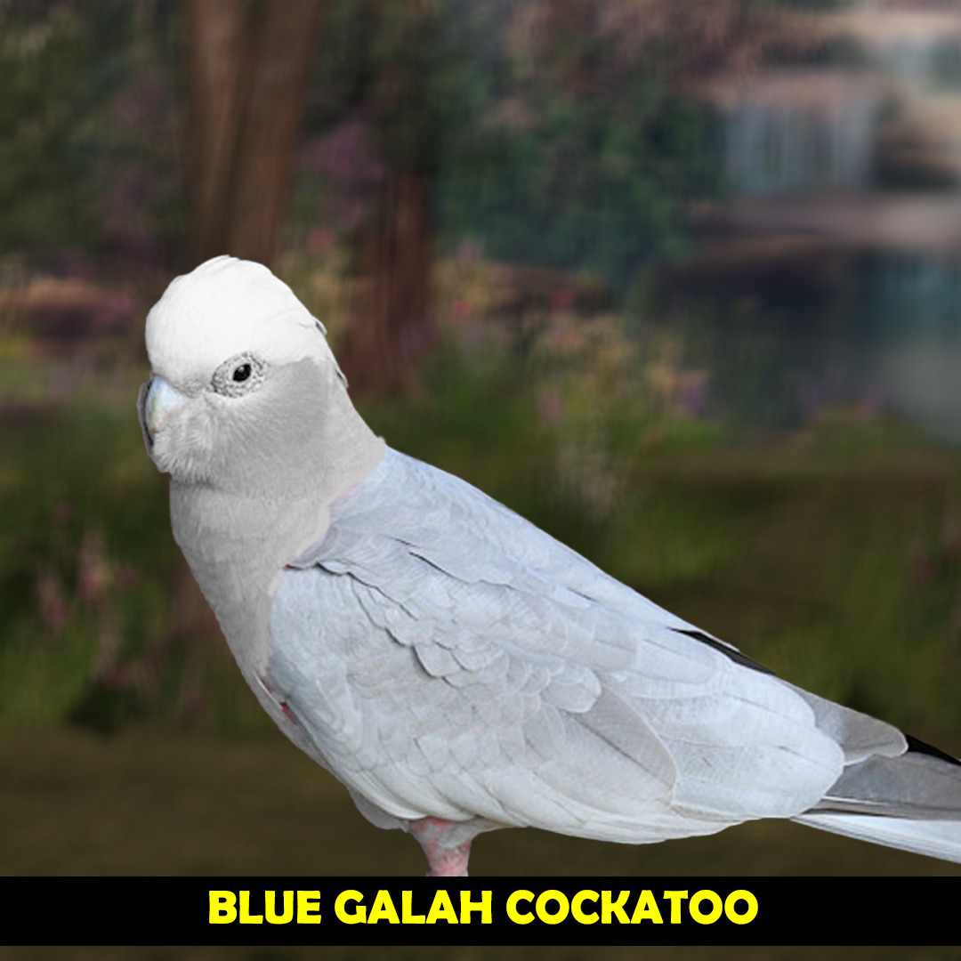 light blue cockatoo