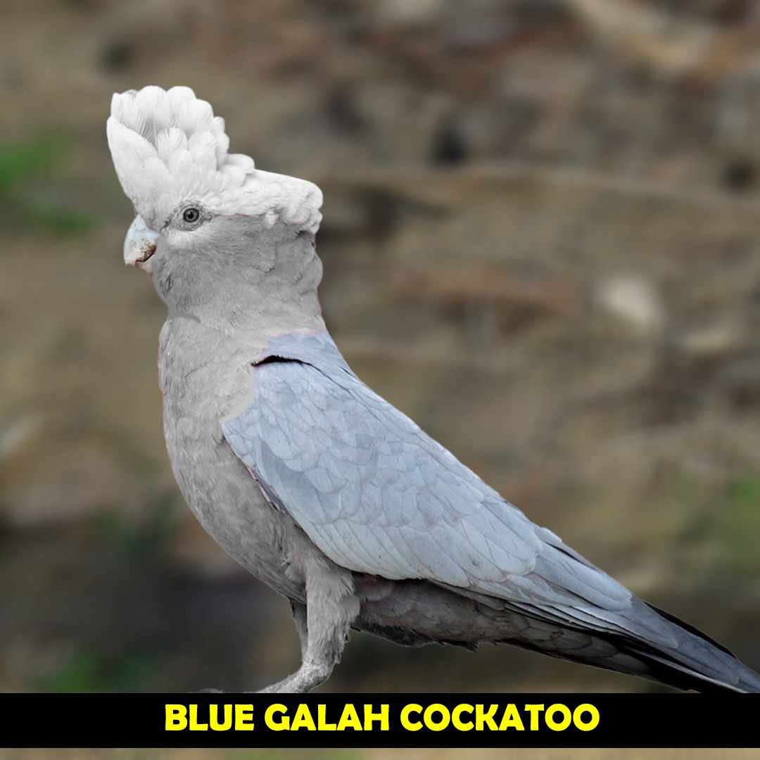 light blue cockatoo