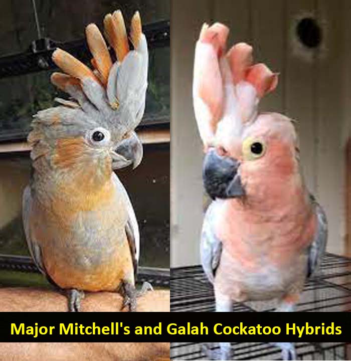 Major Mitchell's and Galah Cockatoo Hybrids