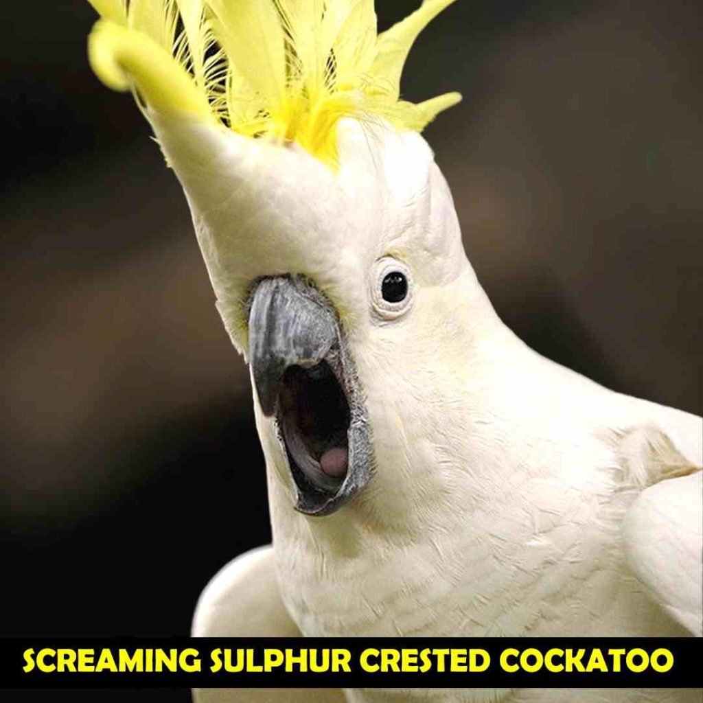 Screaming Sulphur Crested Cockatoo1