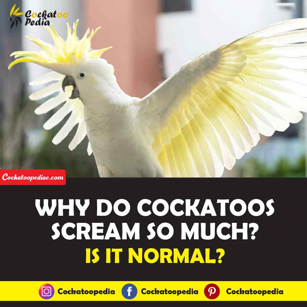 why do cockatoos scream so much