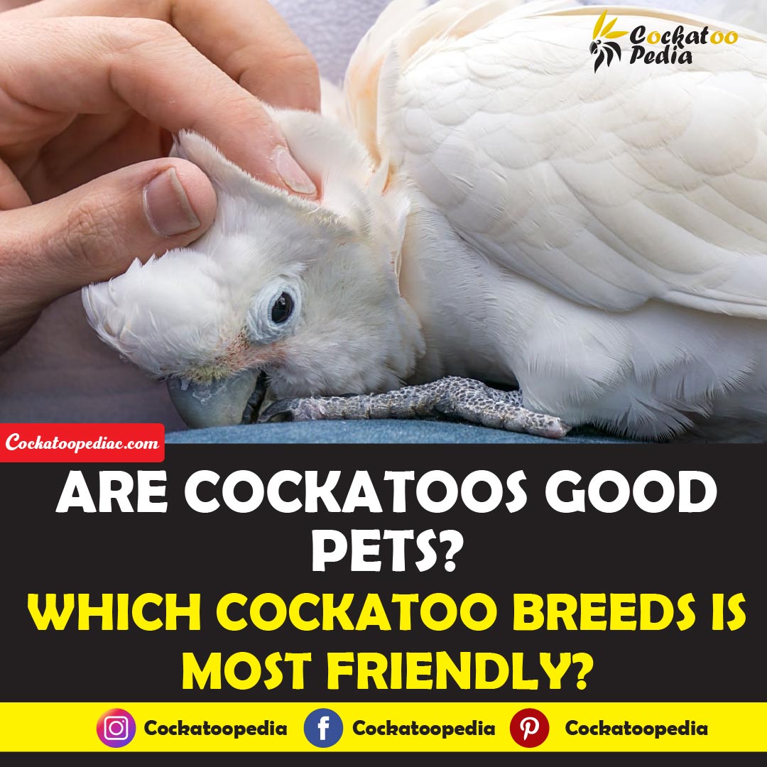 Are cockatoos good pets