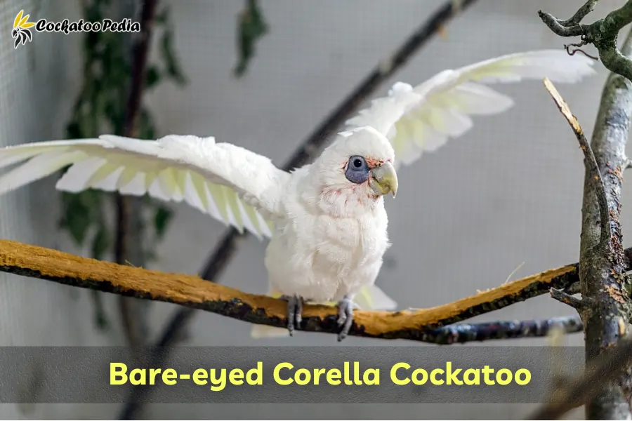 Bare-eyed Corella Cockatoo