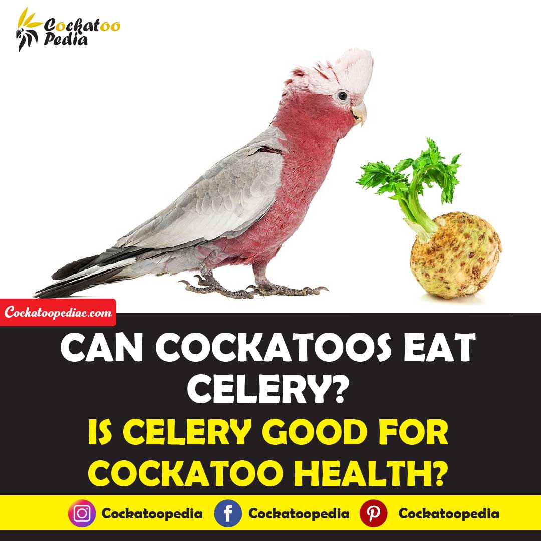 Can Cockatoos Eat Celery