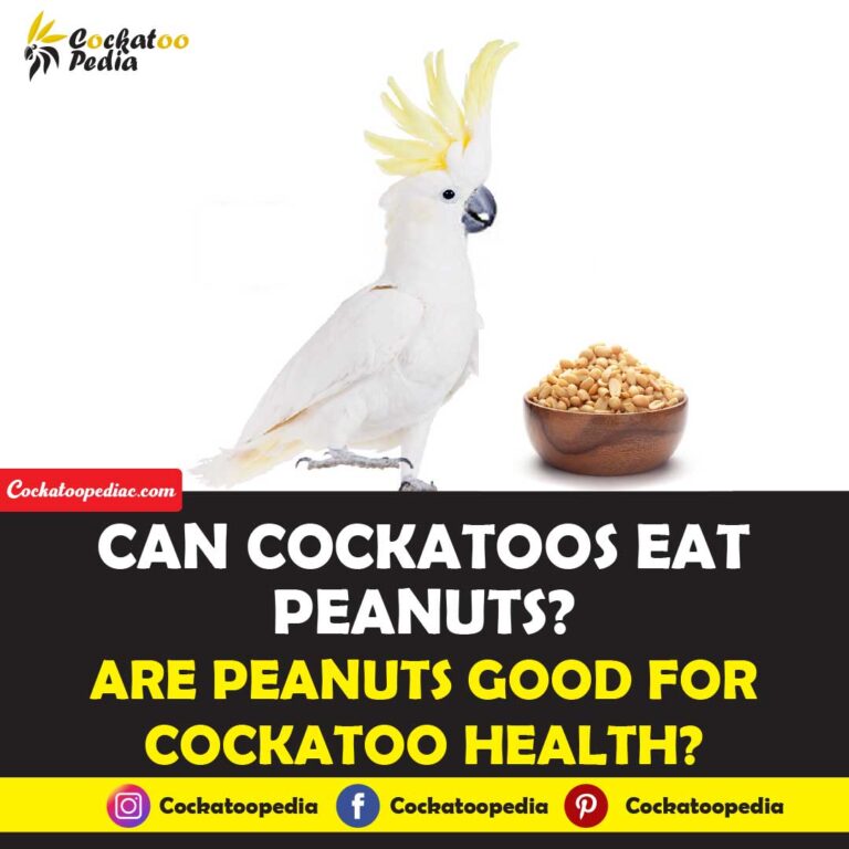 Can Cockatoos Eat Peanuts