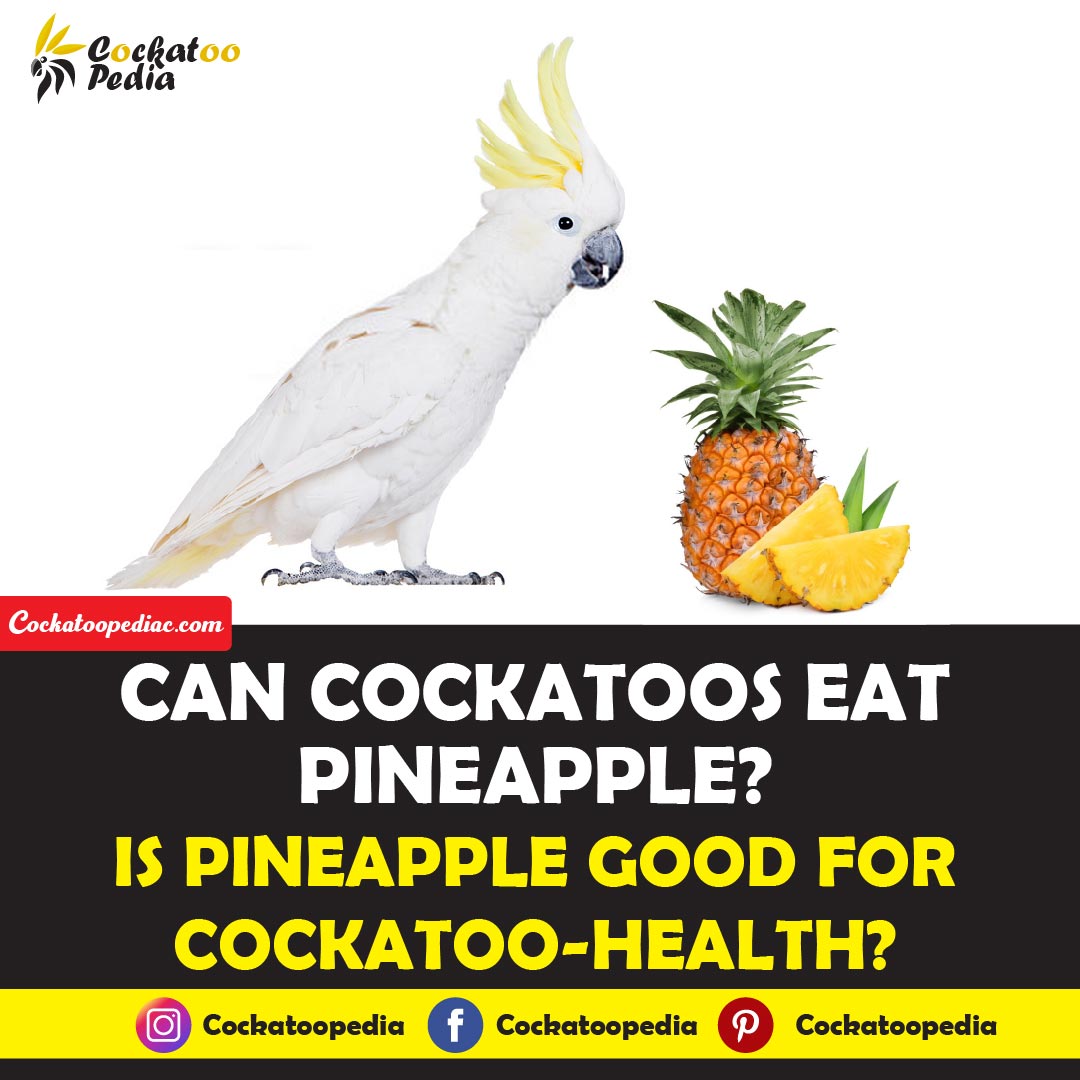 Can Cockatoos Eat Pineapple