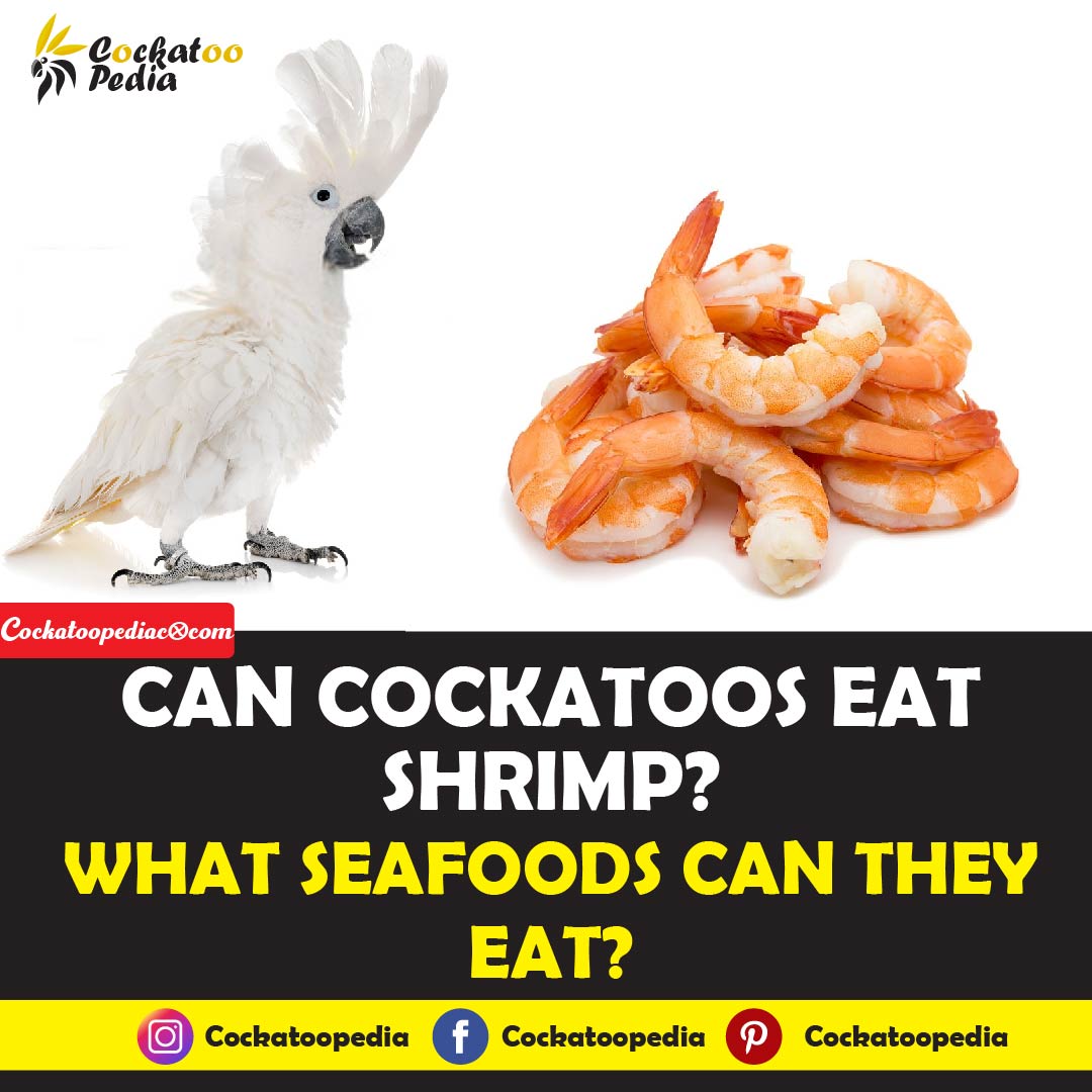 Can Cockatoos Eat Shrimp