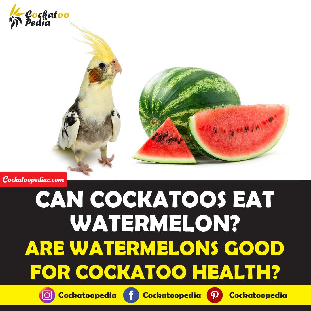Can Cockatoos Eat Watermelon
