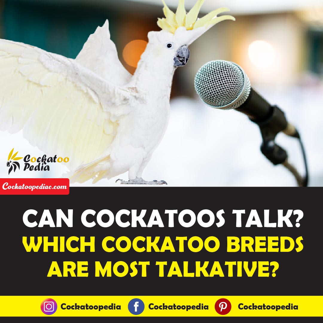Can cockatoos talk