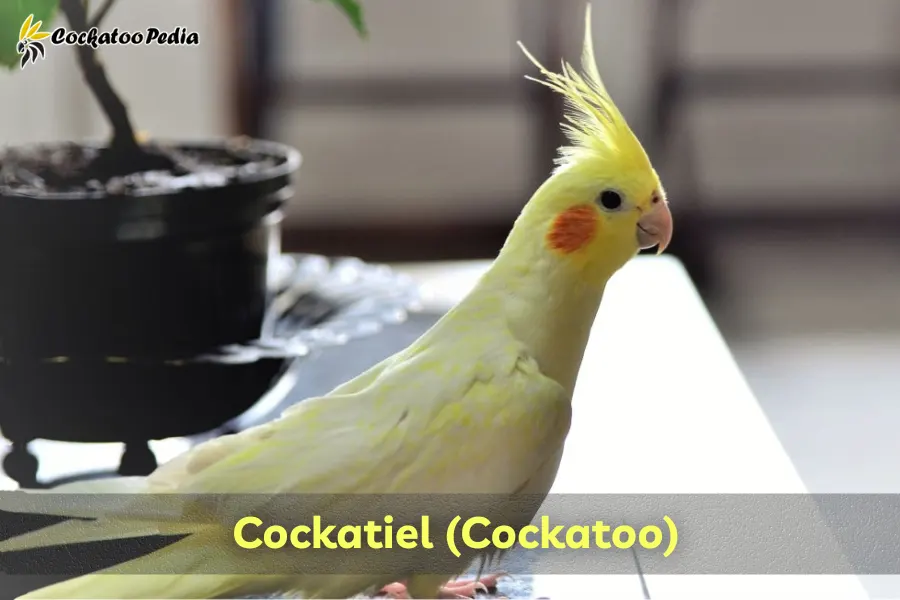 Cockatiel (Cockatoo)