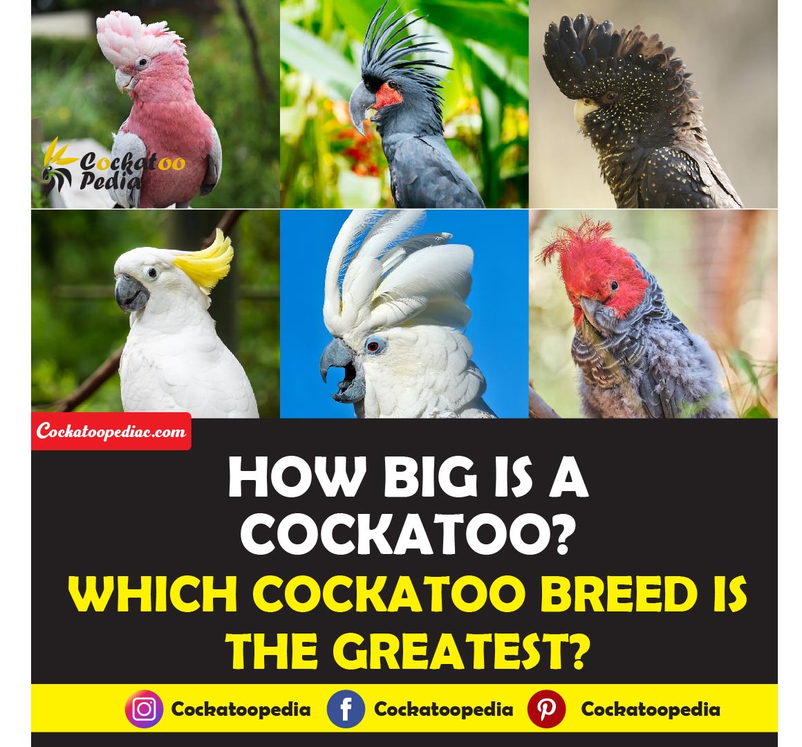 How Big A Cockatoo is