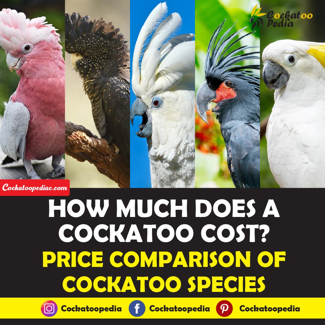 How Much Does Cockatoo Cost