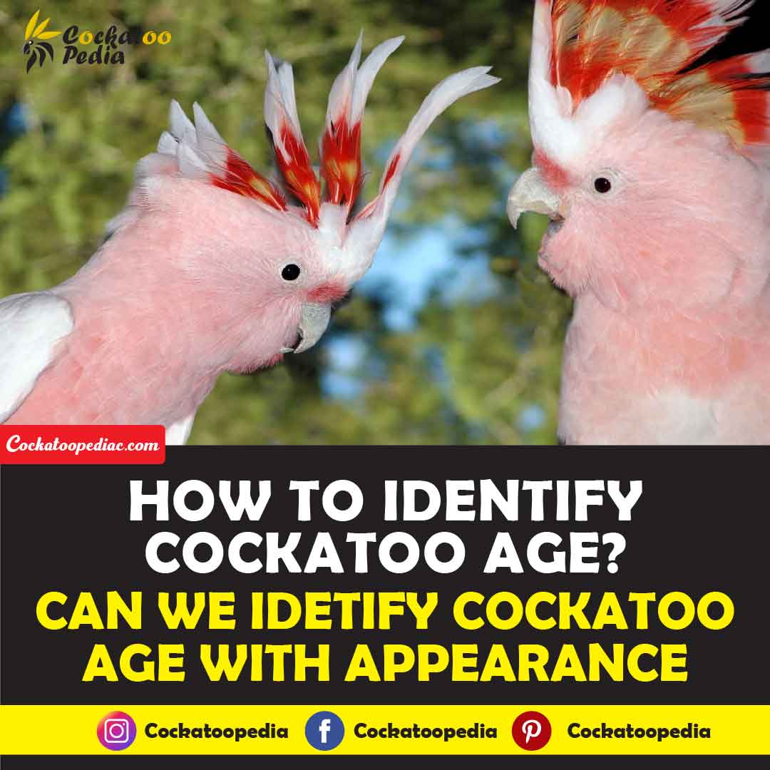 How To Tell The Age Of A Cockatoo