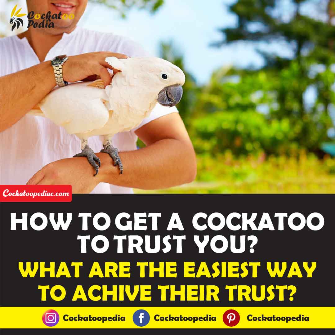 How to get a cockatoo to trust you