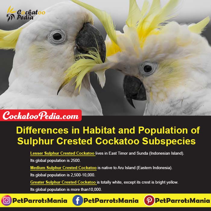 Lesser Vs. Medium Vs. Greater Sulphur Crested Cockatoo; Differences in Habitat and Population