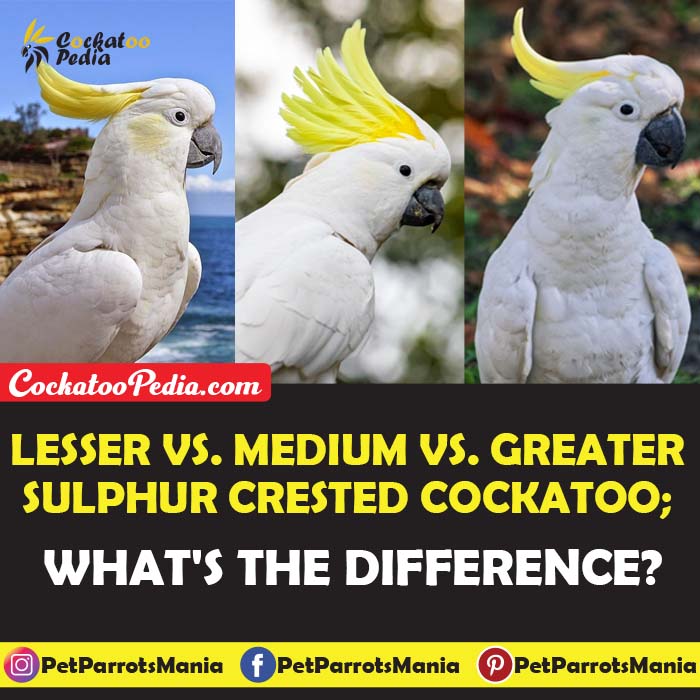 Lesser vs medium vs greater sulphur crested cockatoo