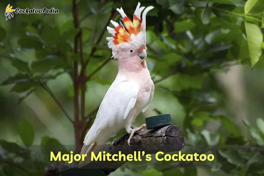Major Mitchells Cockatoo