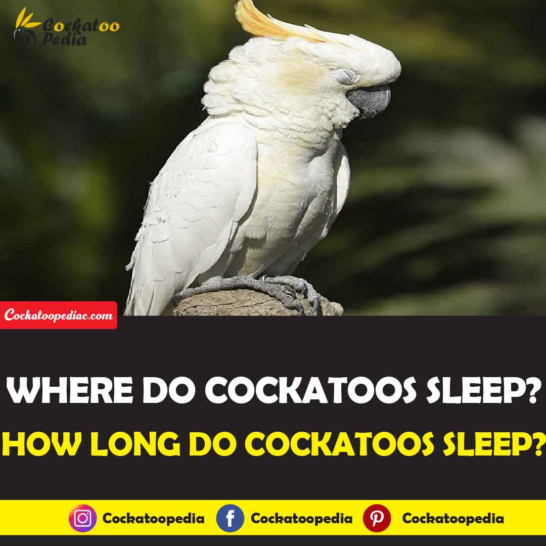 Where Do Cockatoos Sleep