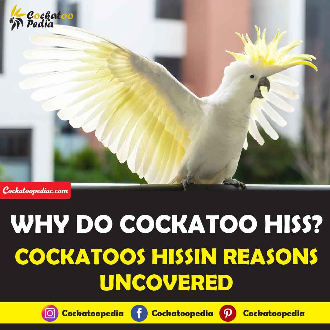 Why Do Cockatoos Hiss
