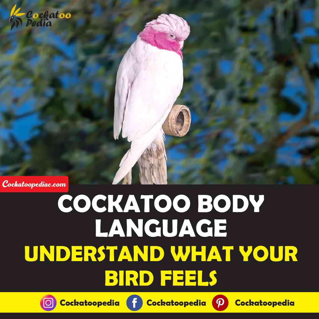 Cockatoo Body Language