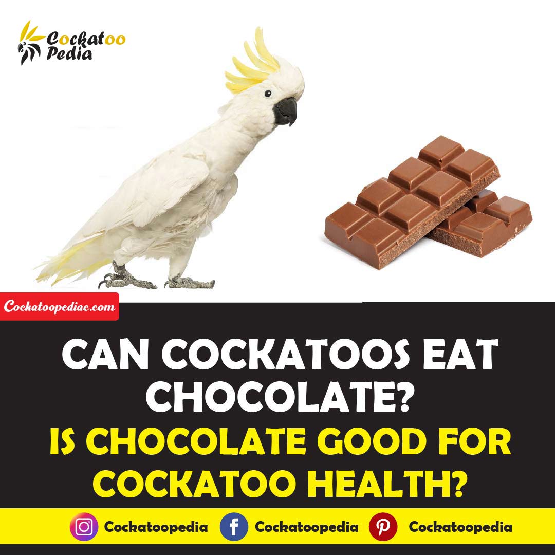 can cockatoos eat chocolate