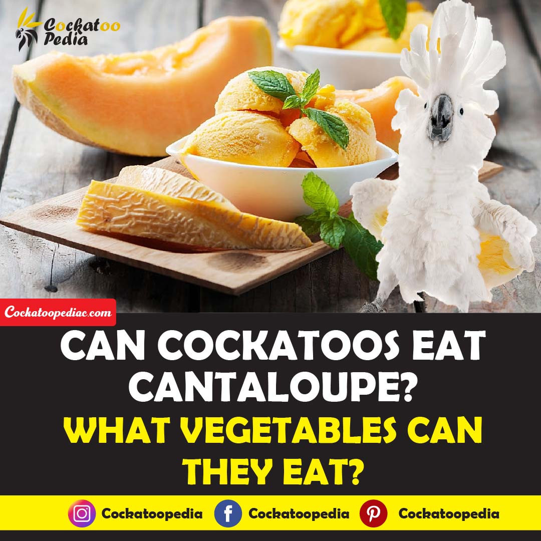 Can Cockatoos Eat Cantaloupe