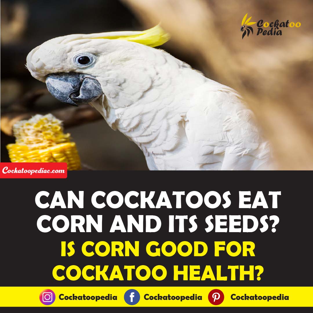 Can Cockatoos Eat Corn or Corn Seeds