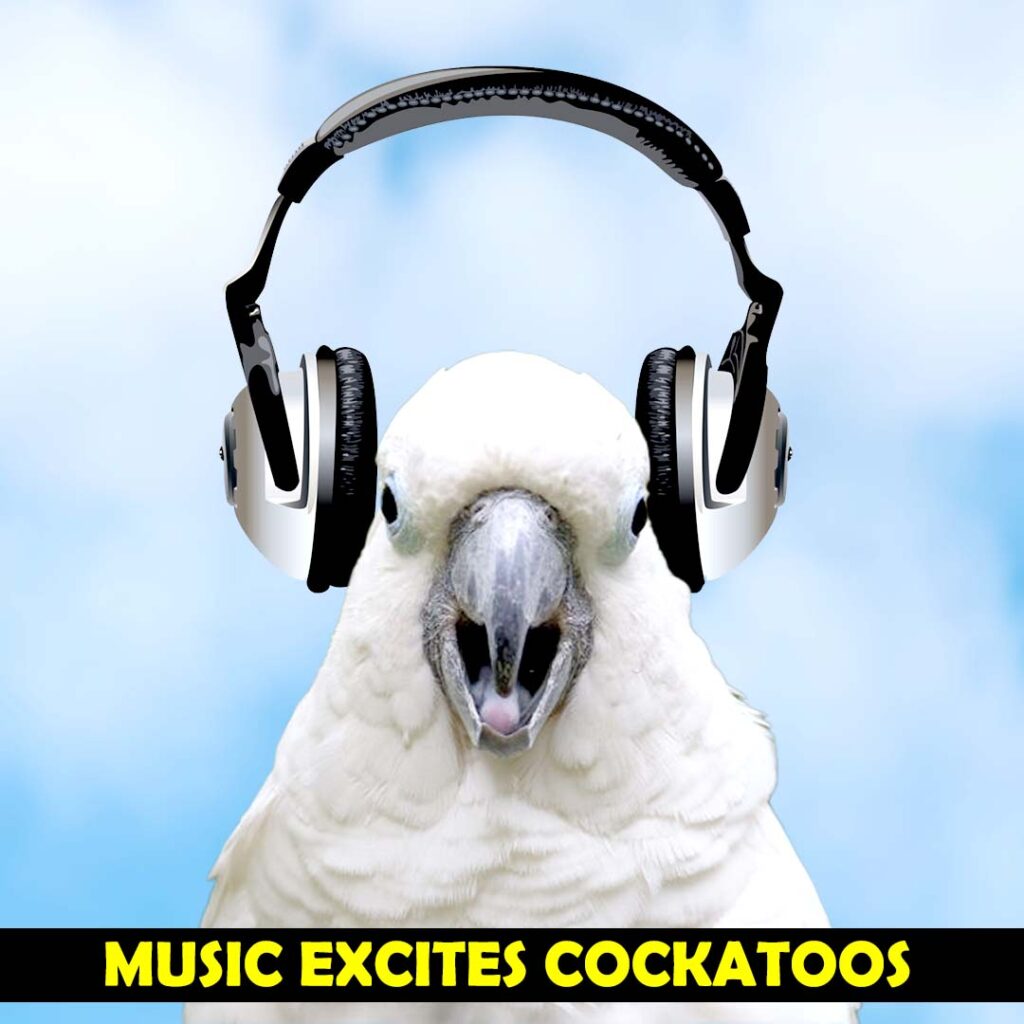 Cockatoos are social birds