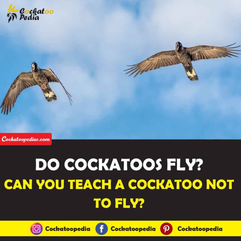Do Cockatoos Fly