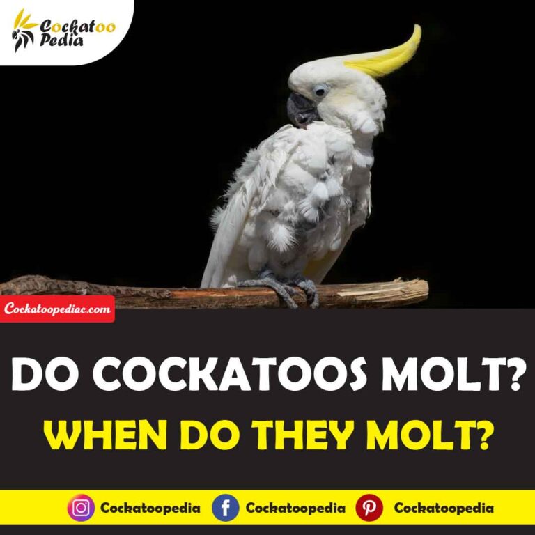 Do Cockatoos Molt