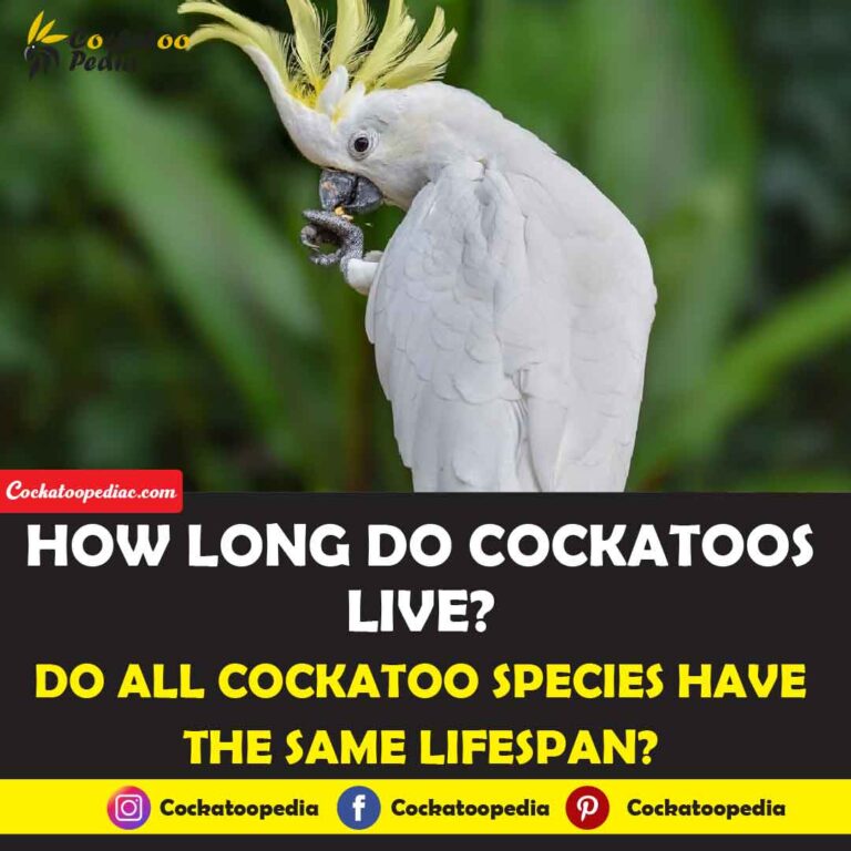 How Long Do Cockatoos Live