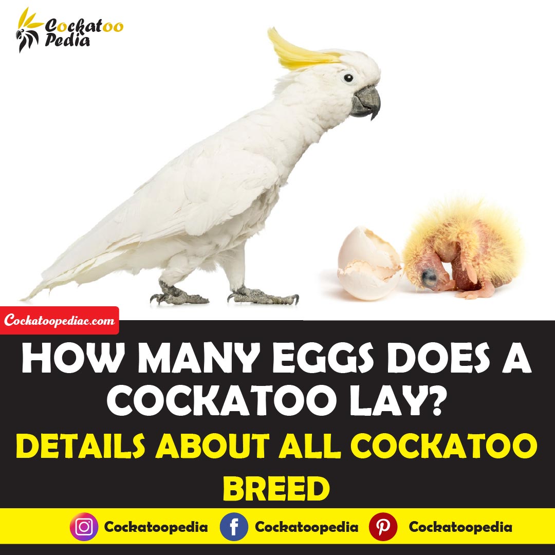 How Many Eggs Does A Cockatoo Lay