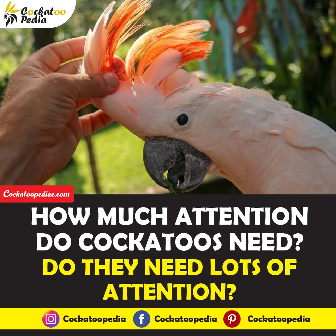 How Much Attention Do Cockatoos Need