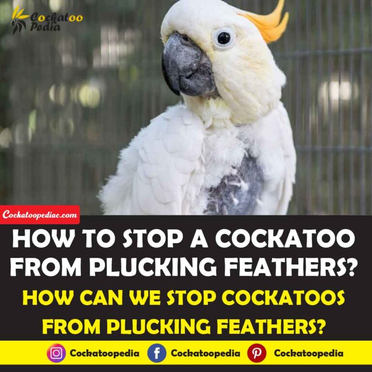 How To Stop Cockatoo From Plucking Feathers
