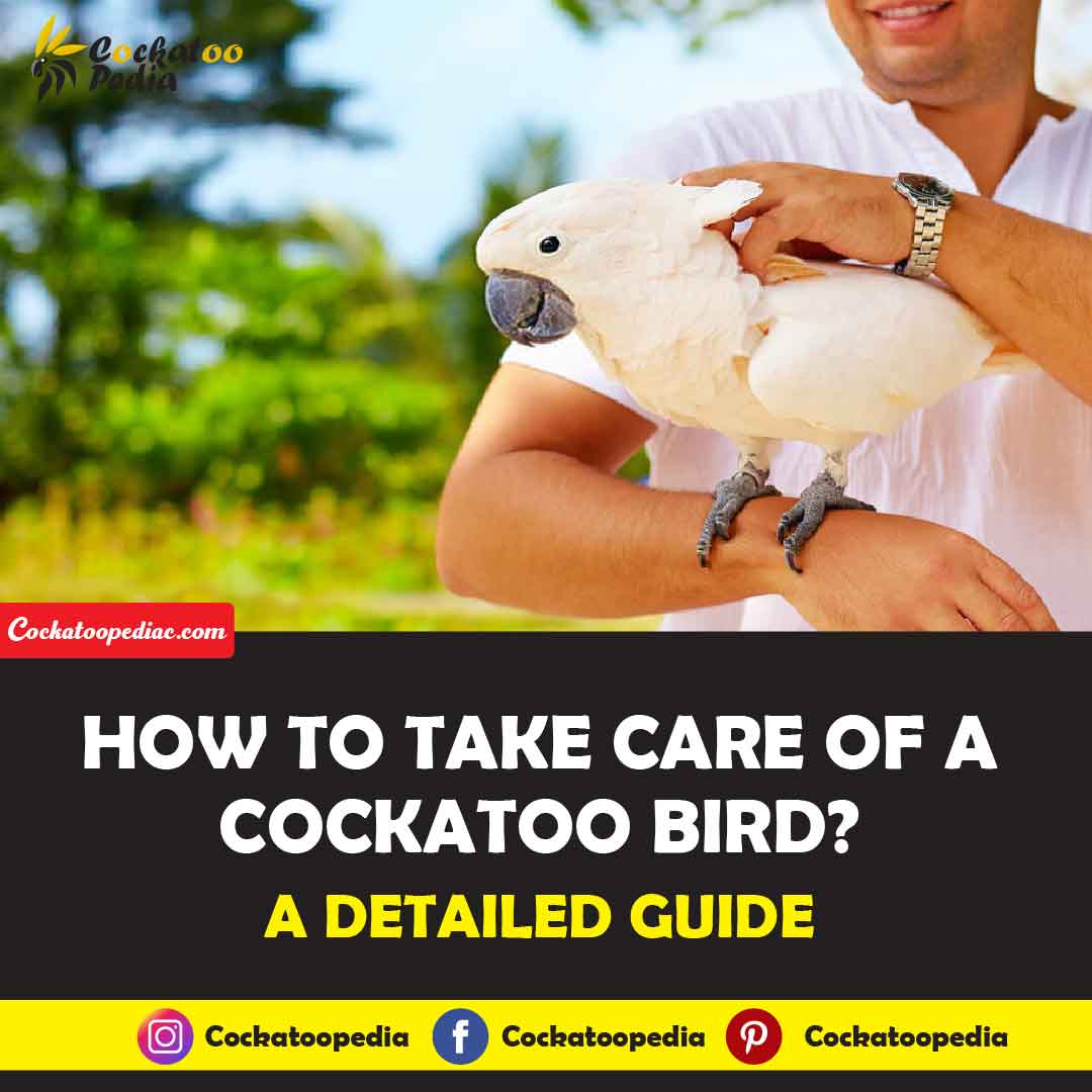 How To Take Care of a Cockatoo Bird
