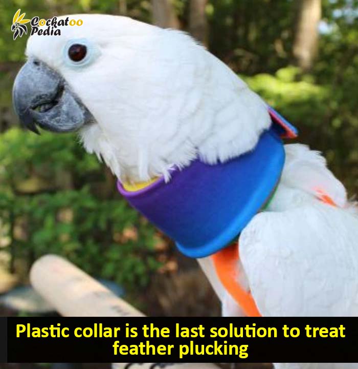 Plastic collar for cockatoo