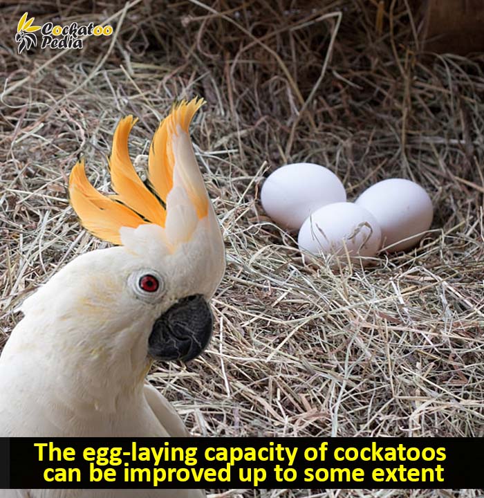 The egg-laying capacity of cockatoos  can be improved up to some extent
