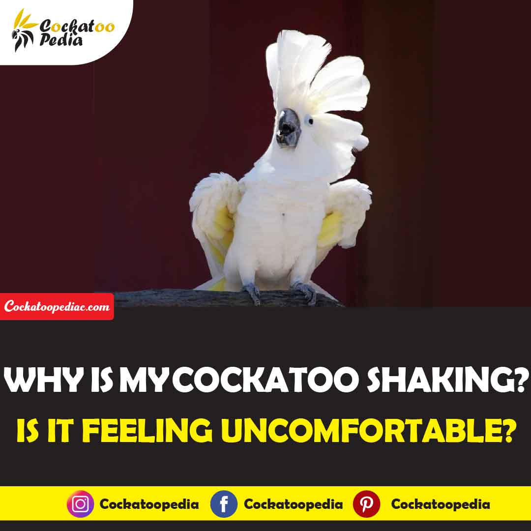 What Does it Mean When Your Cockatoo Shake