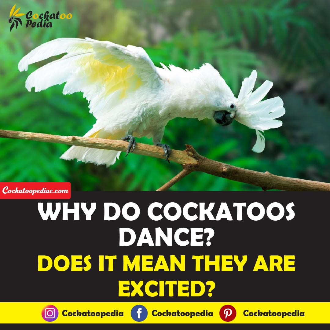 Why Do Cockatoos Dance