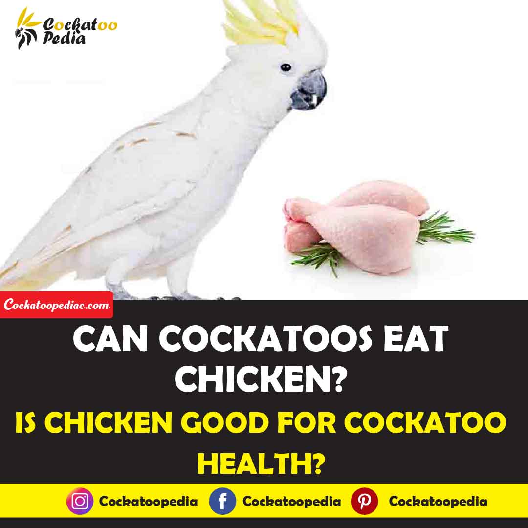 Can Cockatoos Eat Chicken