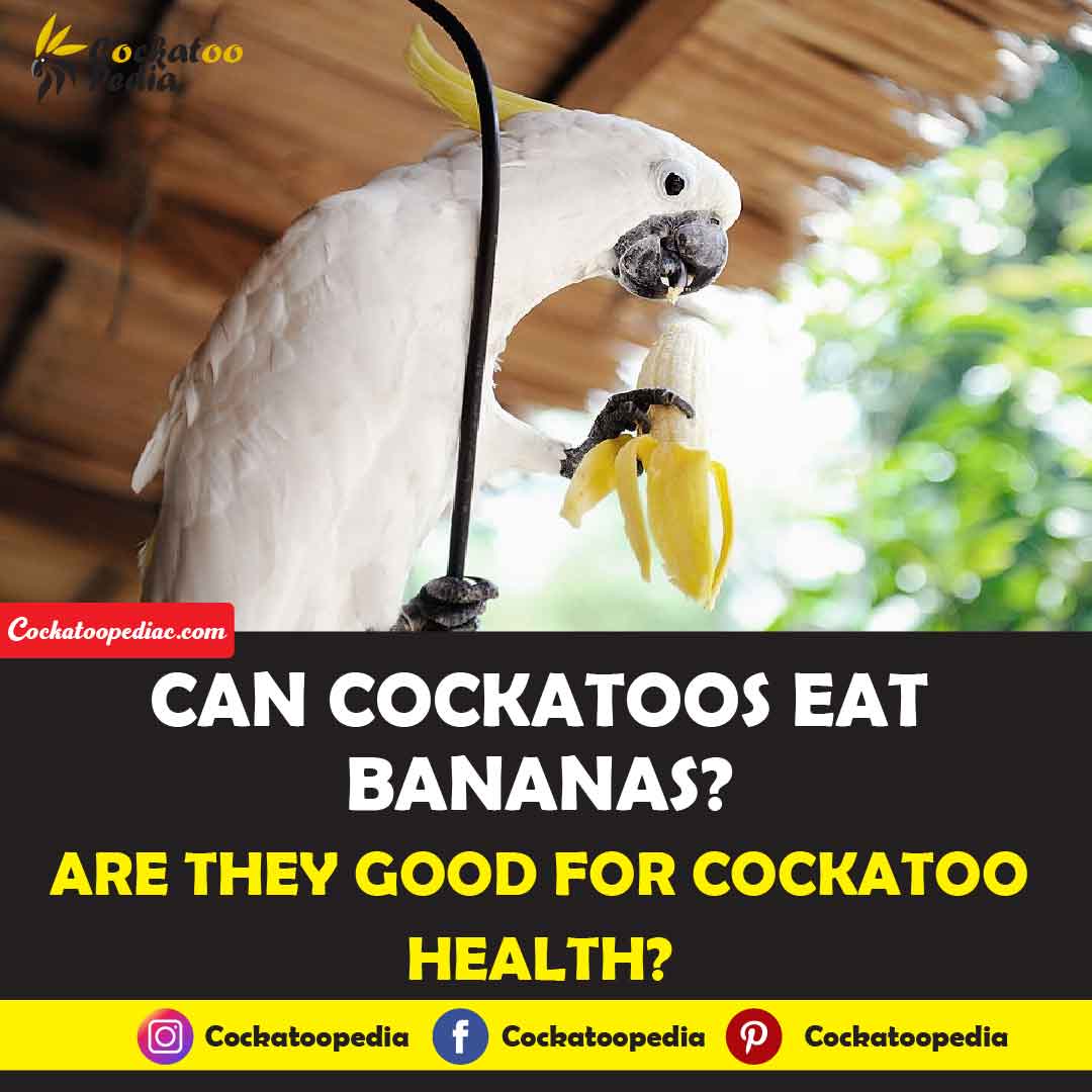 Can cockatoos Eat Bananas