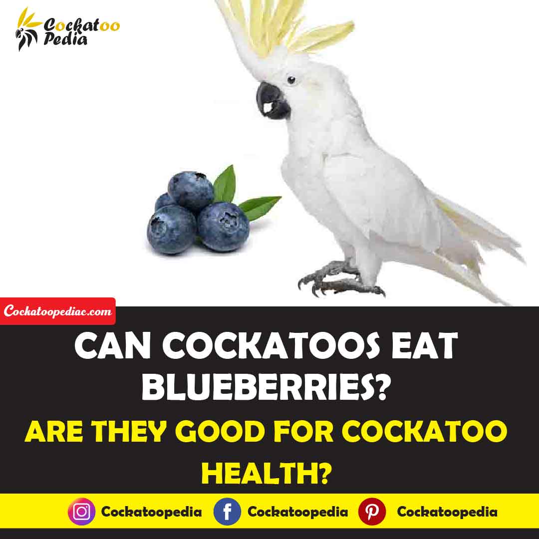 Can cockatoos eat blueberries