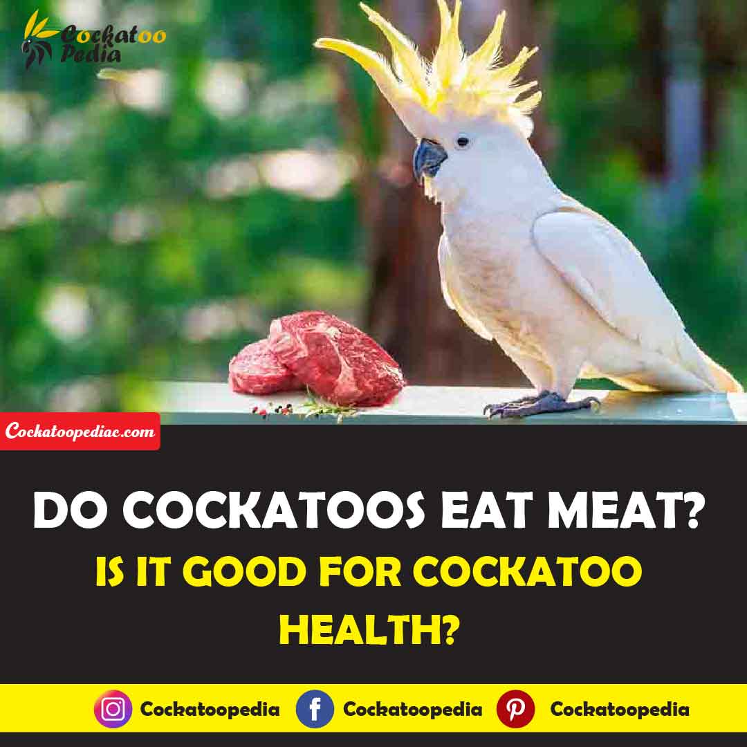 Do Cockatoos Eat Meat