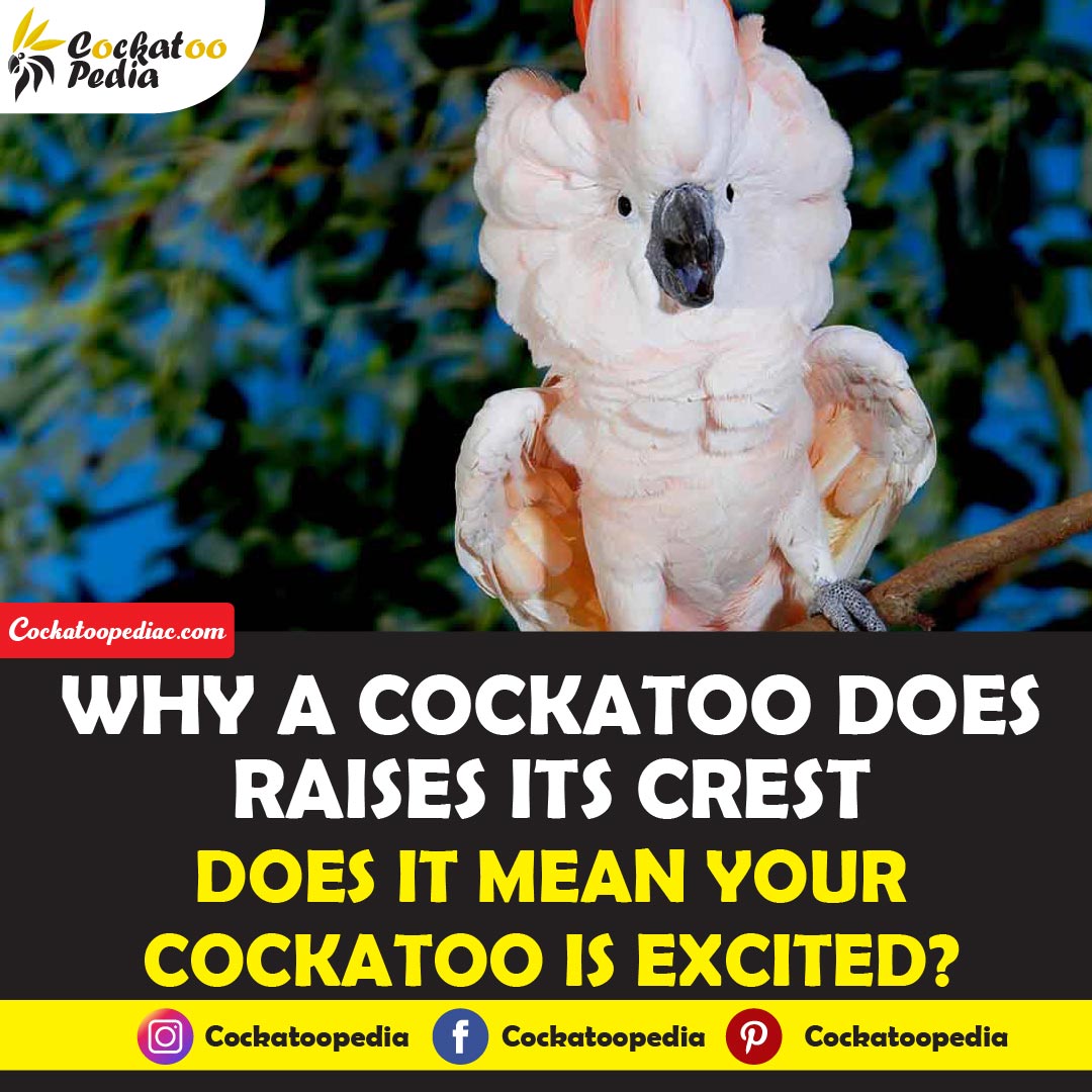 Why Does A Cockatoo Raise Its Crest