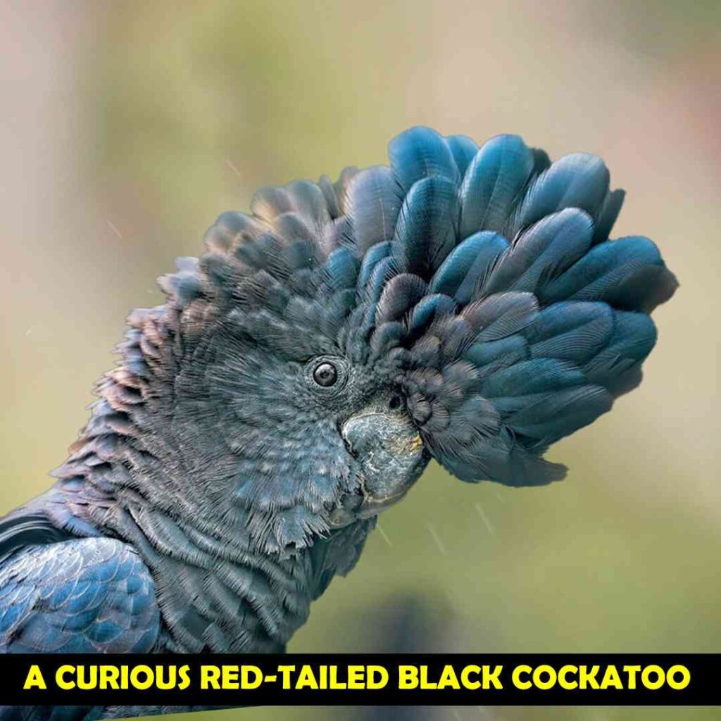 A Curious Red Tailed Black Cockatoo