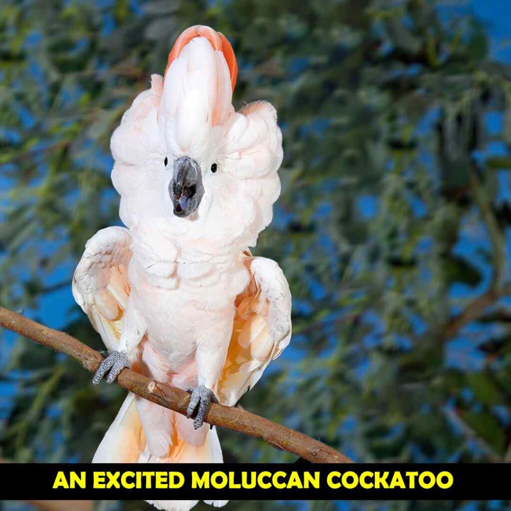 An Excited Moluccan Cockatoo