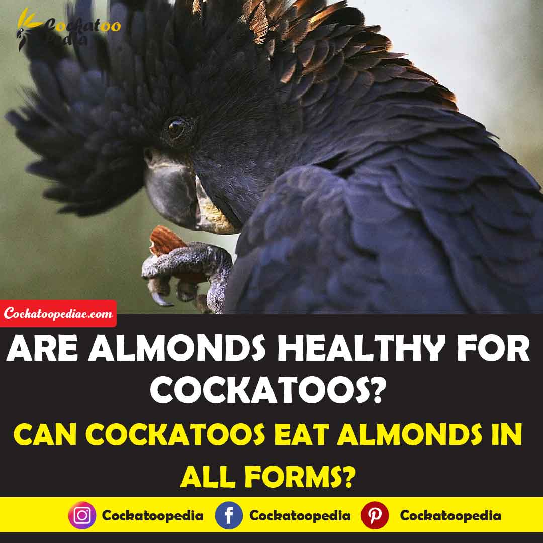 Are Almonds Healthy for Cockatoos