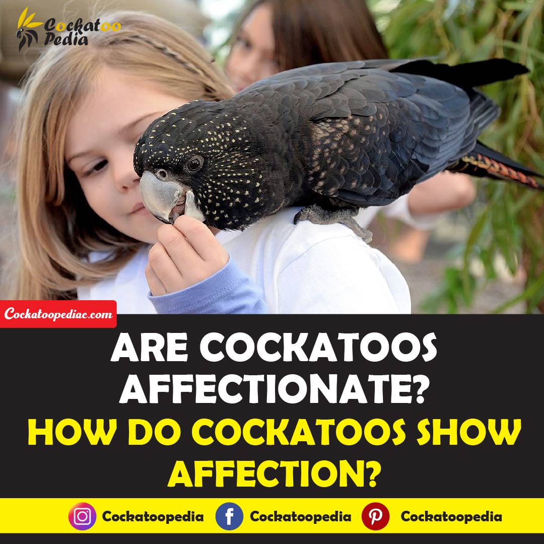 Are Cockatoos Affectionate