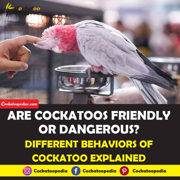 Are Cockatoos Friendly Or Dangerous